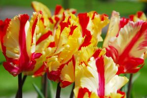 Tulip Parrot Flaming Parrot